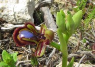 ophrys 5