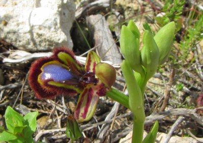 ophrys 5